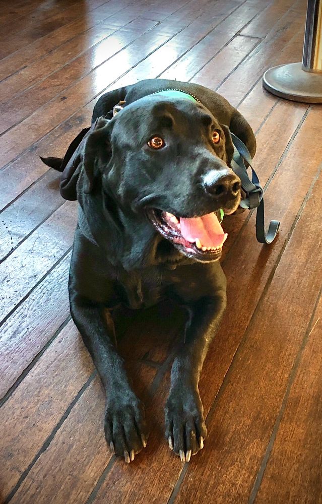A black lab service dog laying on the wooden deck of a ship 