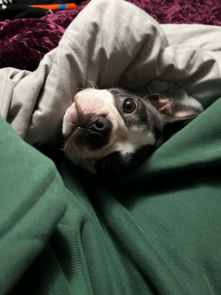 Poppy noir  lil Boston babe 