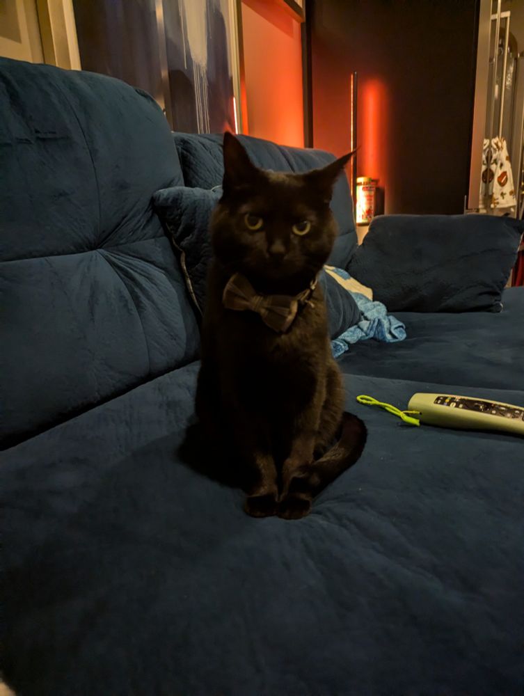 Picture of a black cat on a blue couch, clearly plotting her owner's demise.
