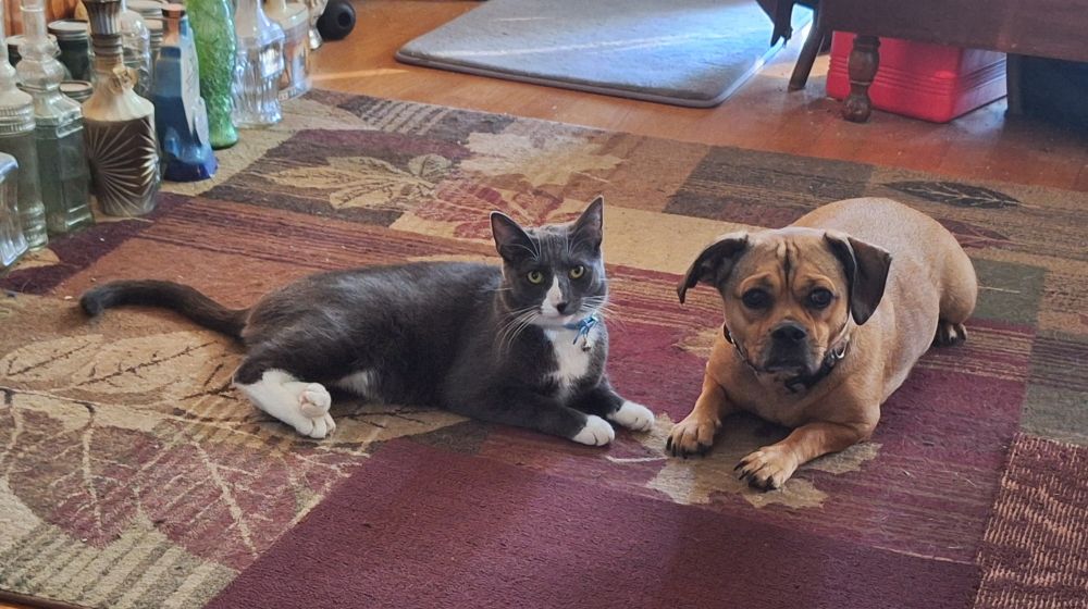 Tuxedo cat and Bulldog mix besties, trying to look innocent. 