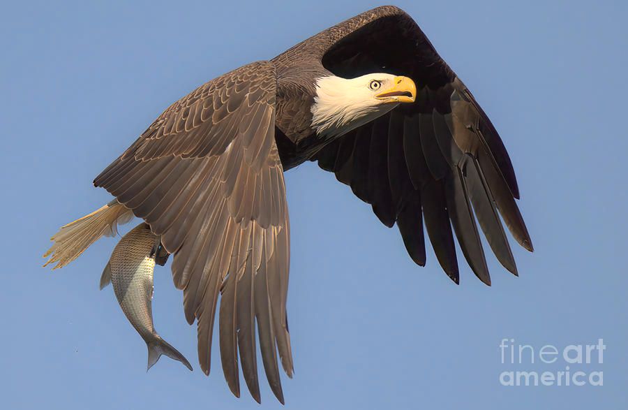 A mature bald eagle flies off with a large fresh fish plucked from the Susquehanna River on a cool spring day in Darlington, Maryland.  Photo by Adam Jewell.  Buy prints, puzzles, blankets and more at AdamJewell.com 