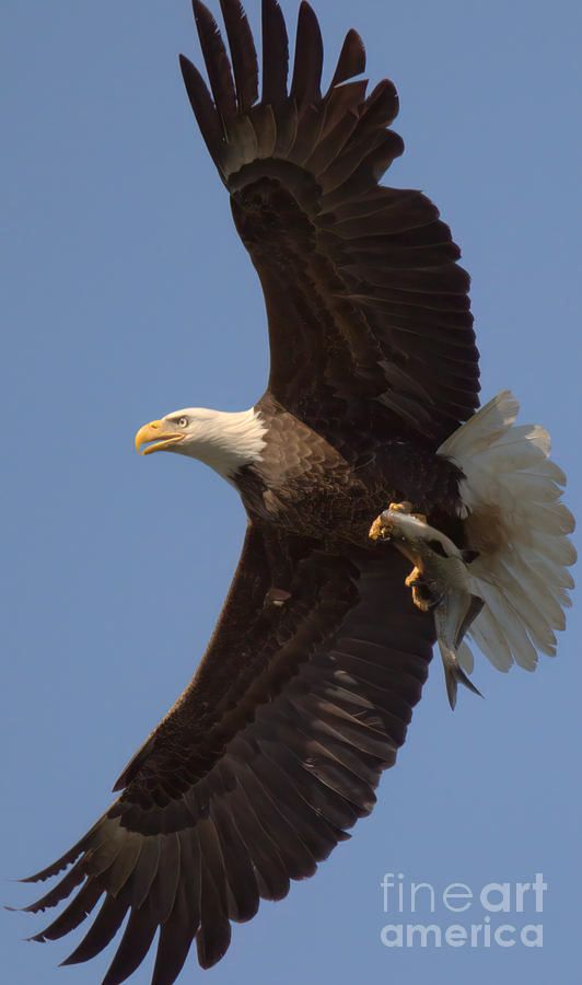 A mature bald eagle shows off a freshly caught fish plucked from cool waters of the Susquehanna River on a cool late spring day in Darlington, Maryland near the Conowingo Dam.  Photo by Adam Jewell.  Buy prints, puzzles, blankets and more at AdamJewell.com