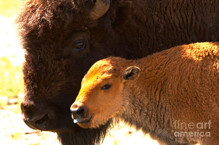 A young “red dog” bison stands by its mother in the northern range of Yellowstone National Park in Lamar Valley.  Photo by Adam Jewell.  Buy prints, puzzles, blankets and more at AdamJewell.com