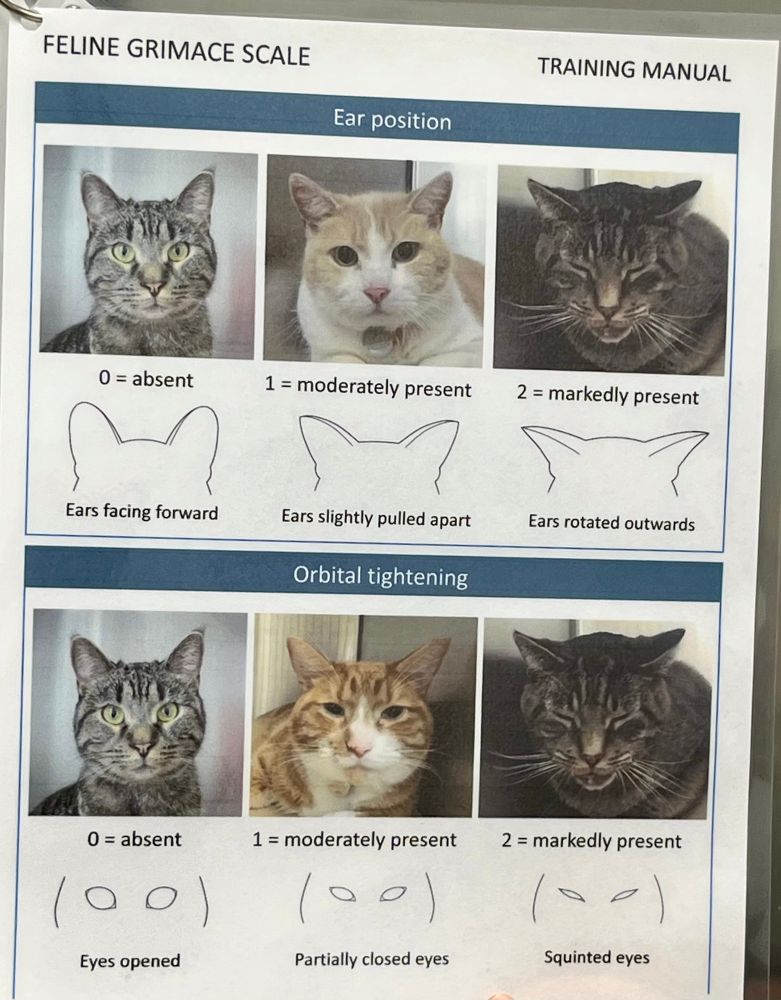 Feline Grimace Scale chart with first row "ear position" with photos of 3 cats Ears facing forward, slightly pulled apart, and rotated outwards. Second row Orbital tightening with 3 cats: Eyes opened, partially closed, squinted 