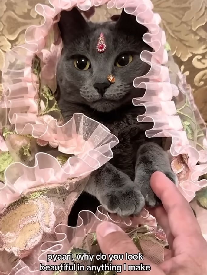 a beautiful smokey grey cat in a pink saree and dupatta with bindi and nose stud sticker. she looks so sweet.