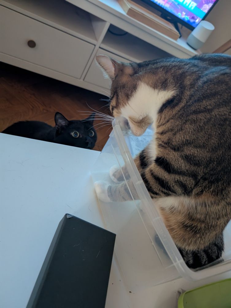 My cat zuzu destroying a plastic box with his teeth while my black cat watches amazed