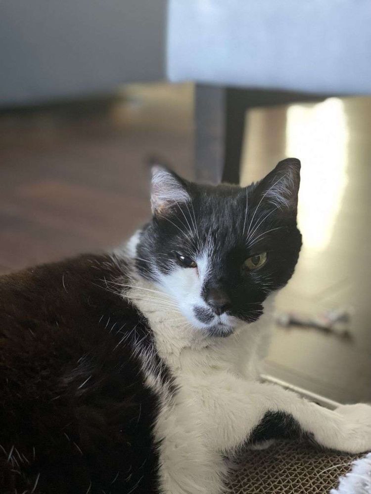 A black and white cat with partially closed eyes