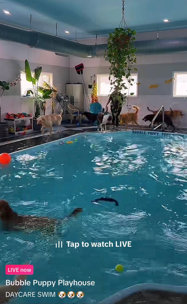 dogs running around and swimming in a doggy daycare pool on tik tok live
