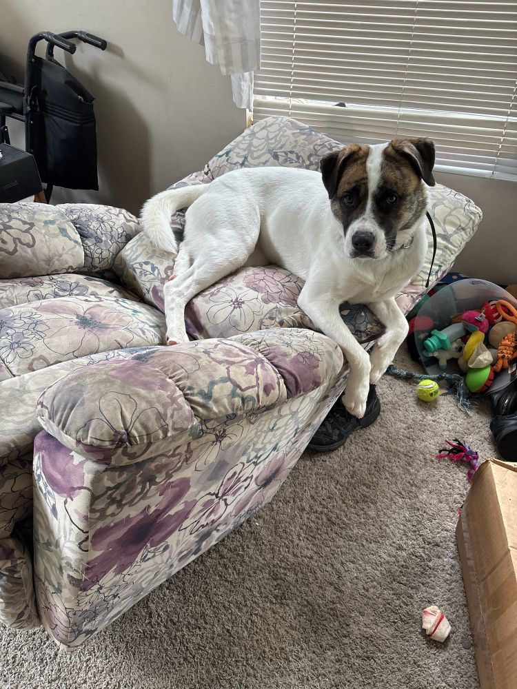 White and brindle bullkita puppy lounging on the back of broken recliner and surrounded by toys 