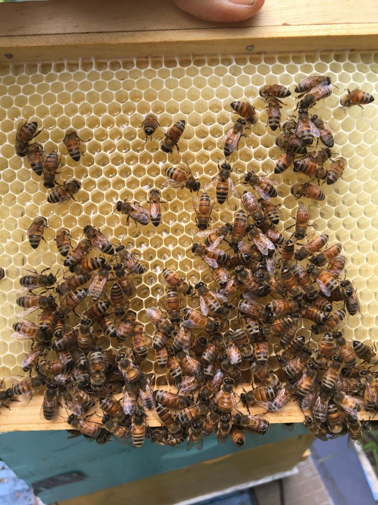A sheet of perfect yellow beeswax hexagons, newly made by a cluster of bees, who are busy filling them with nectar gathered from flowers
