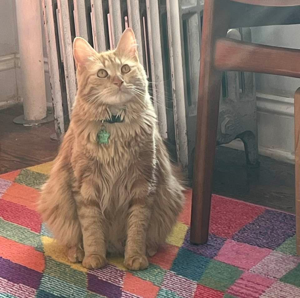 Fluffy orange cat sits on a multicolored carpet and looks just off camera. The cat is exceedingly fluffy and orange. 