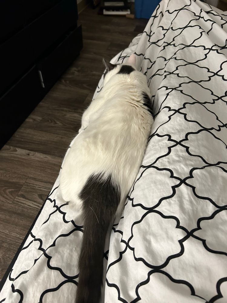 Frankly the cat lying on top of a bed lying long ways next to Jake the science guys leg 