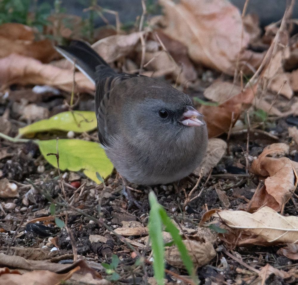 Dark-eyed Junco on the ground surrounded by dry brown leaves and a couple green leaves.  The bird is grey with patches of brown.  The beak is pink