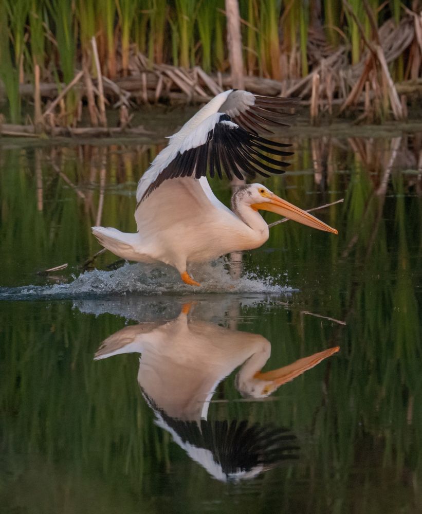 Pelican landing on a pond.  There are green and dry brown reeds in the background.  The wings are raised the the feet are mostly under the water.  There is water splashing under the bird.  The scene is reflected on the still water.