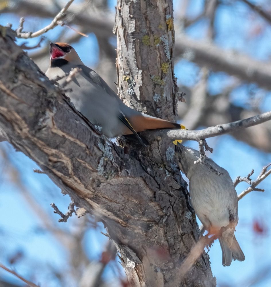 The Sparrow has the Waxwings tail feathers in her beak… the Waxwing is yelling