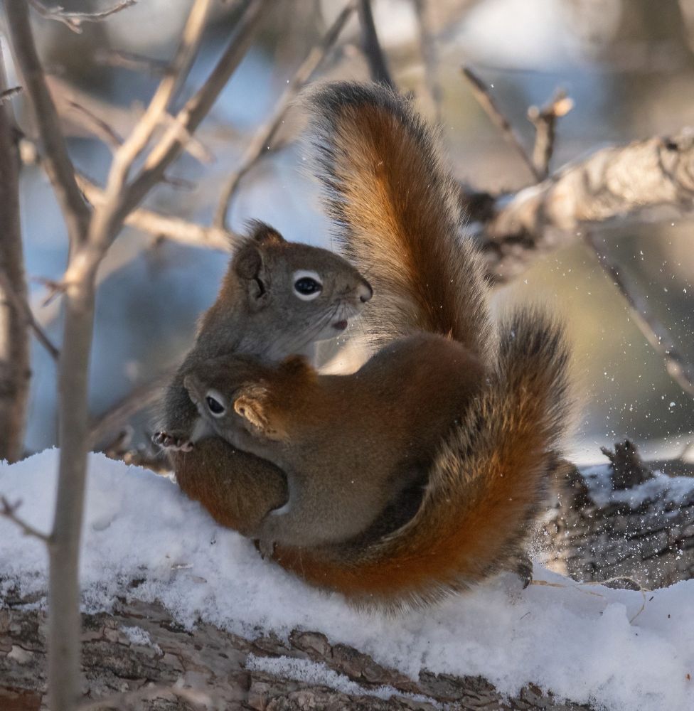 2 Squirrels embracing on a snowy tree branch
