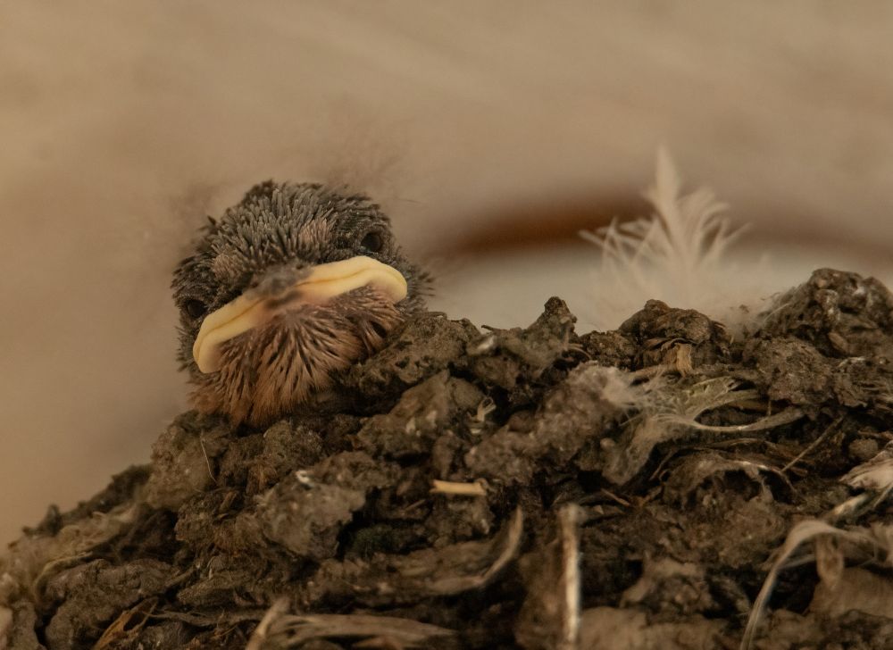 a tiny baby Barn Swallow looking over the edge of a nest.  The nest is made up of mud and grass and there is a white feather sticking up to the right of the baby.  The baby looks to be mostly fuzz and a mouth at this point.