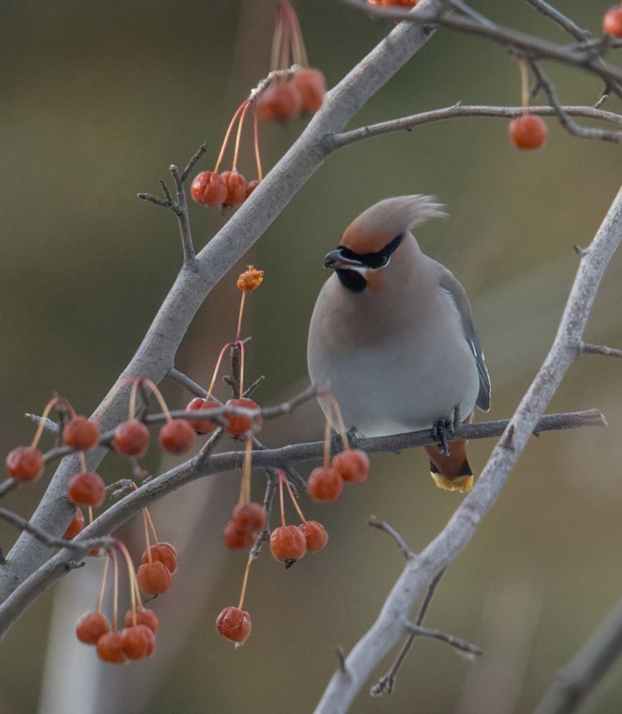 A Bohemian Waxwing on a branch near a cluster of red berries.  The bird is light gray and brown with peach patches above the eyes and on the cheek.  There is a black band across the eyes and forehead and under the chin.