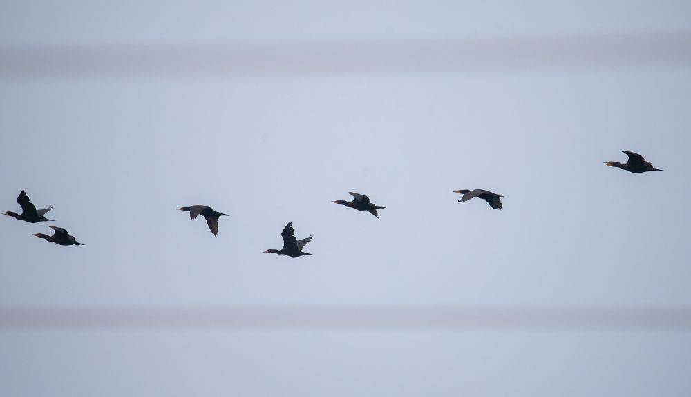 7 black Cormorants flying in a line behind 2 out of focus power lines