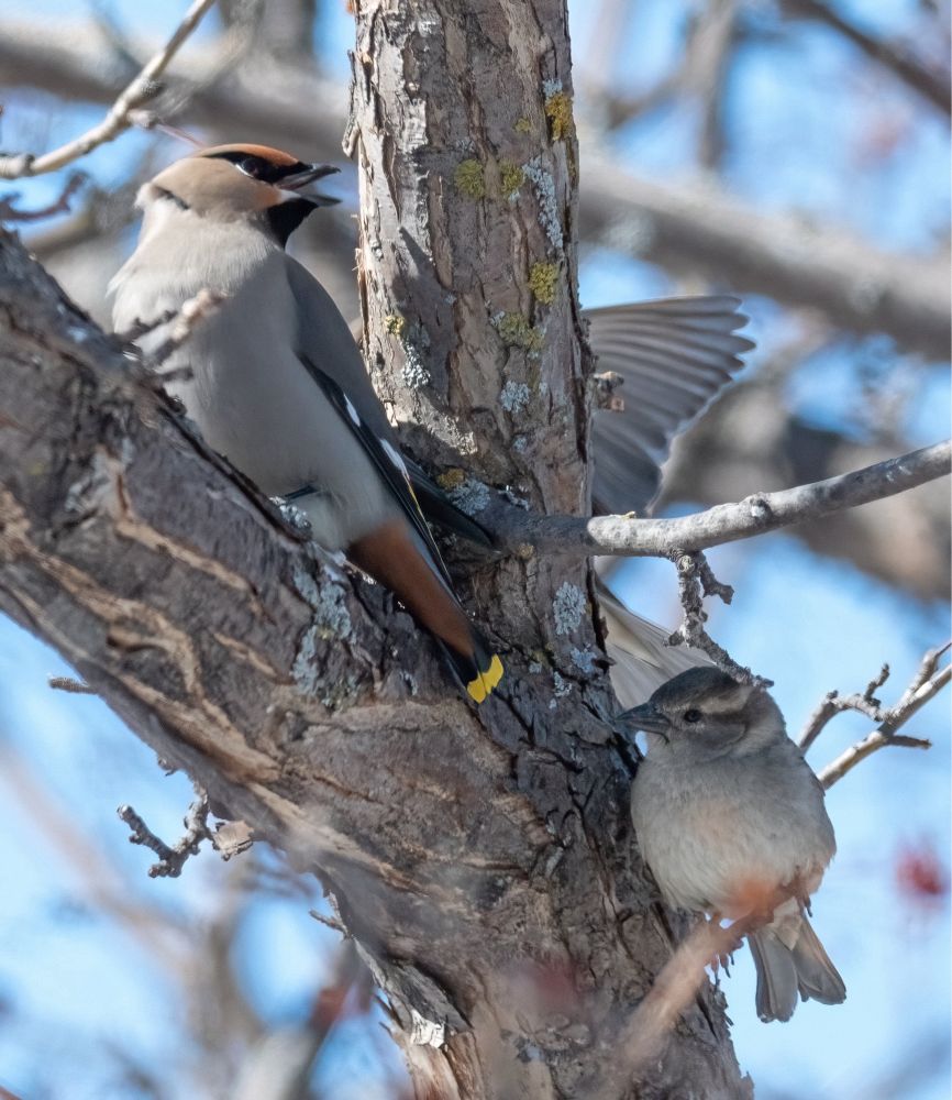 Bohemian Waxwing on a branch with a Sparrow below near his tail.  An open wing of another Sparrow is behind him