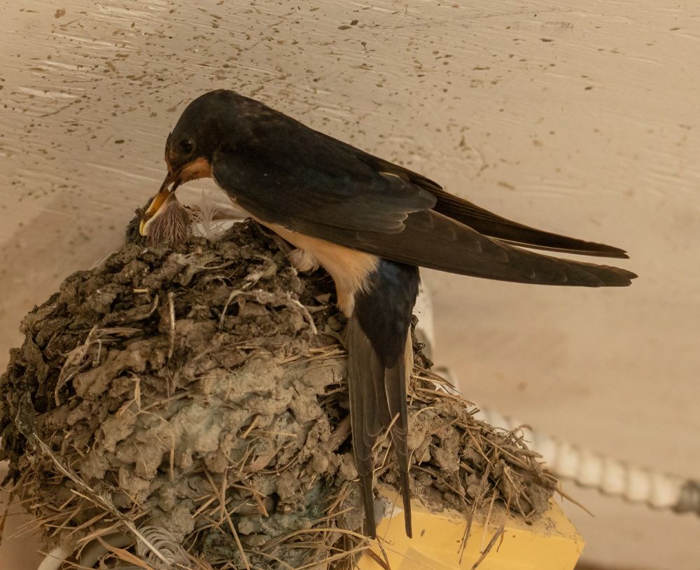 Adult Barn Swallow feeding it's young on a nest.  The nest is made up of mud pellets and grass.