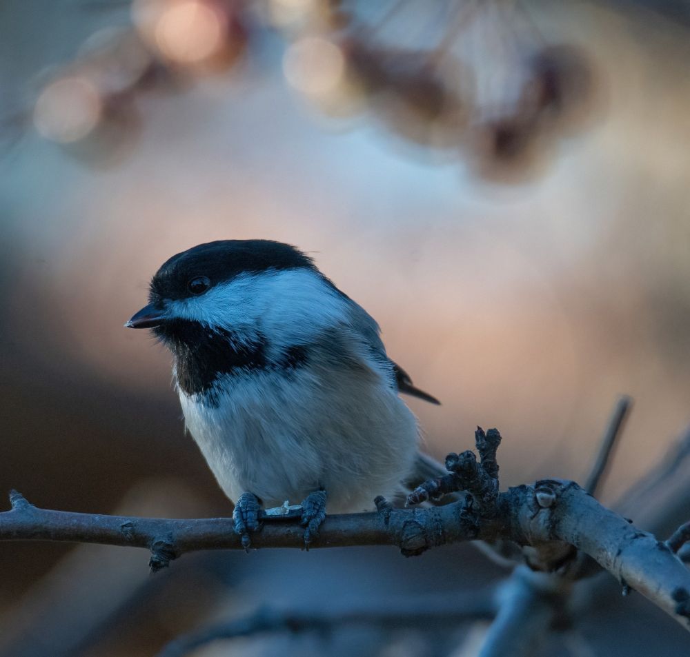 A Chickadee on a thin branch with a sunflower half open in it's feet.  The bird is looking left.  The chest is streaked with brown and white and the chin and top of the head are black. There is a large white triangle on the cheek.  There are out of focus berries in the background.