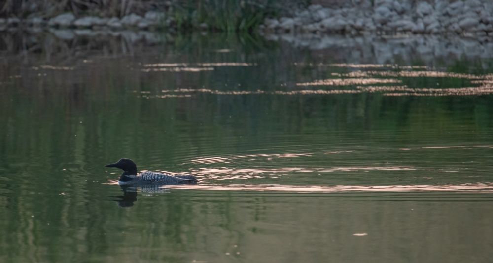 A Loon on the water.  The rocky shore of the lake is in the background.  The water is green from reeds but there are pale golden streaks on the water from the reflecting sunset light.