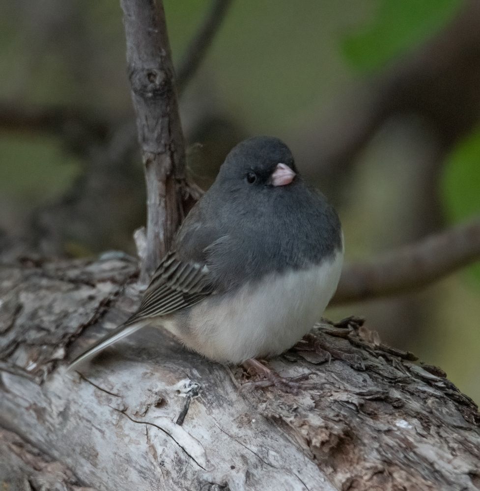 Dark-eyed Junco on a branch.  There are out of focus branches in the background