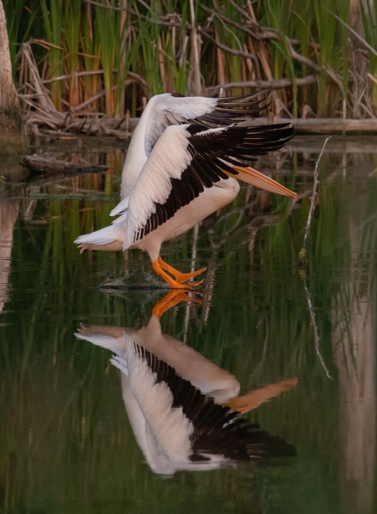 A Pelican landing on a pond.  The orange feet have just touched the water and there is very little splash.  The wings are half open and the bird's face is hidden by the wings.  The large orange bill is visible.  The scene is reflected on the still water.