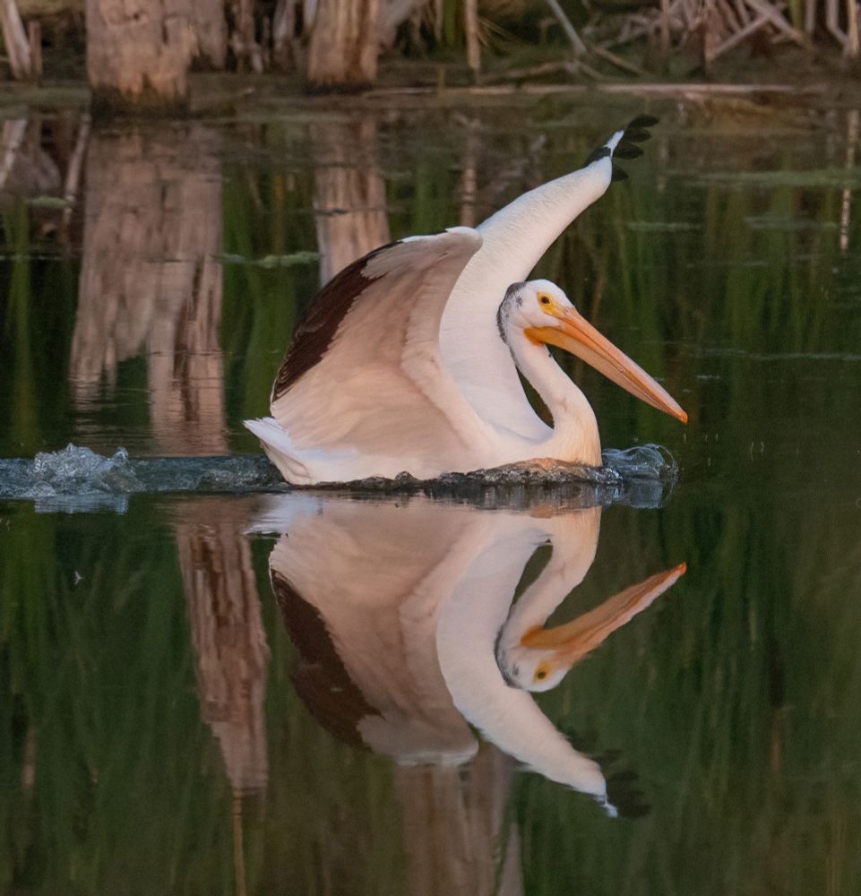 Pelican has landed on the pond.  The body is under water but the wings are still raised.  The scene is reflected on the still water