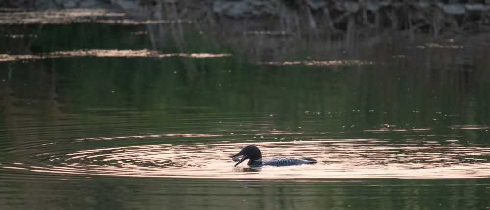 A Loon with a crayfish in it's bill.  The water is green from reflecting reeds but the bird is in a circle of light golden water from the reflecting sunset.