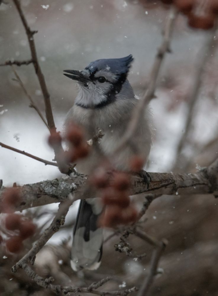 A Blue Jay perched on a branch.  There are berries and branches in front of the bird.  Snow is falling