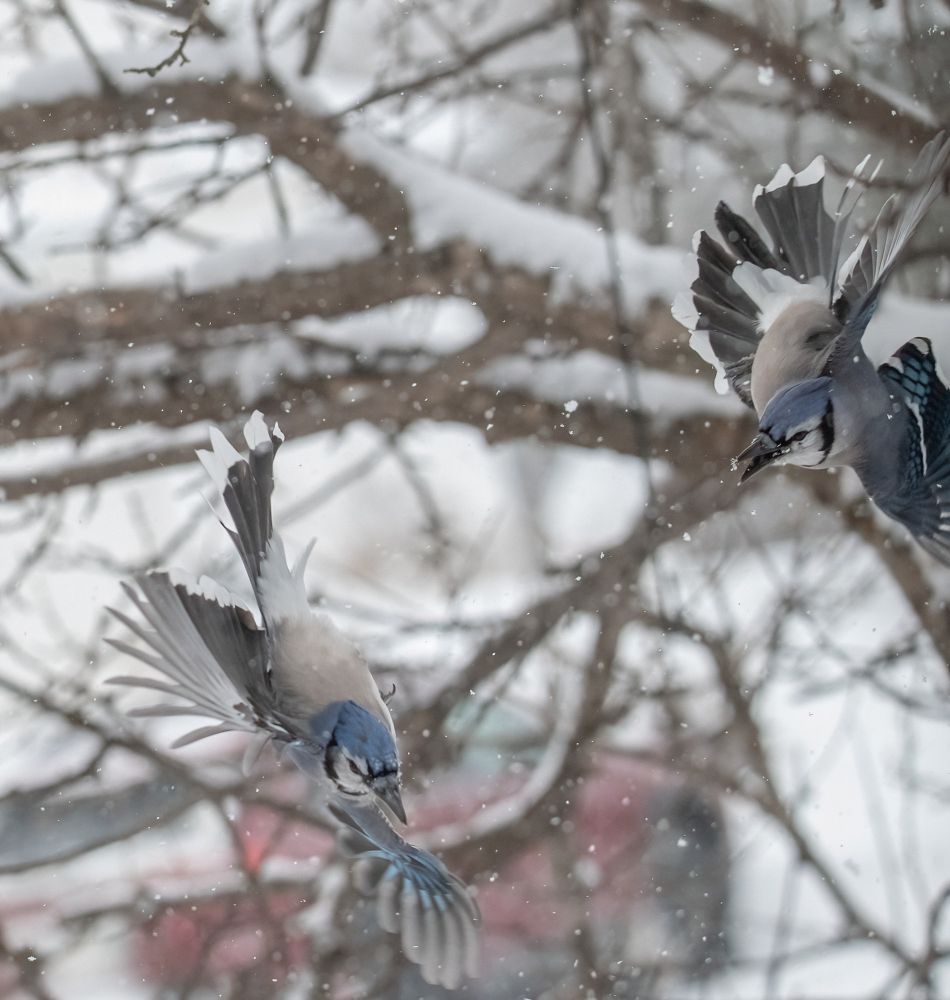 a Blue Jay in the left corner of the picture is flying away from another Jay that is just coming into the picture in the upper right corner.  Snow is falling