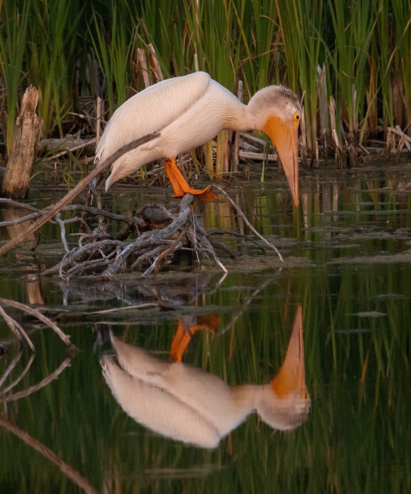 A Pelican standing on a pile of dry branches on a pond looking down at the water.  The bird is reflected on the still water