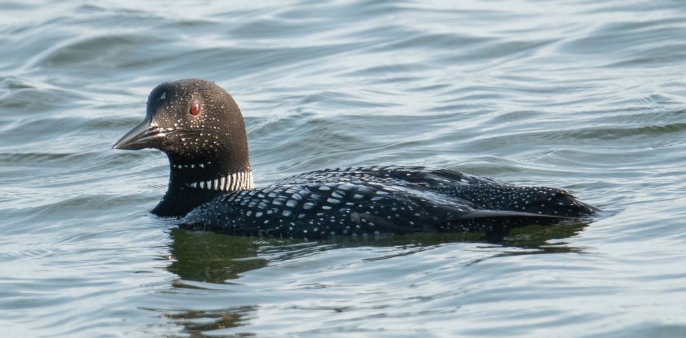 Loon on the water with water droplets on it's face.  The bird has a black face and a red eye.  The back is black with white spots.