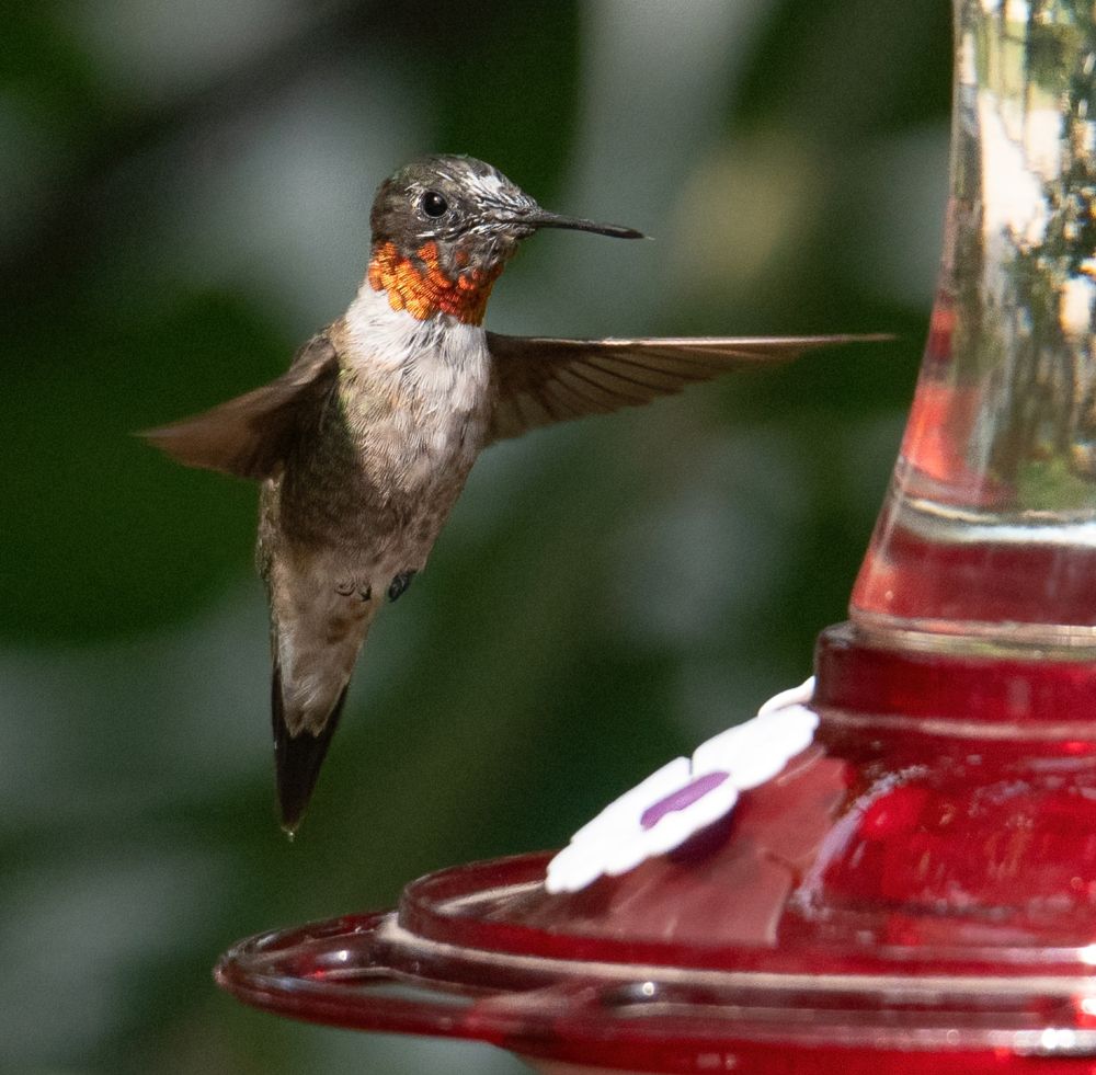 Ruby-throated Hummingbird hovering in front of a nectar feeder.  His chest is white and his throat is red.  The wings are open.