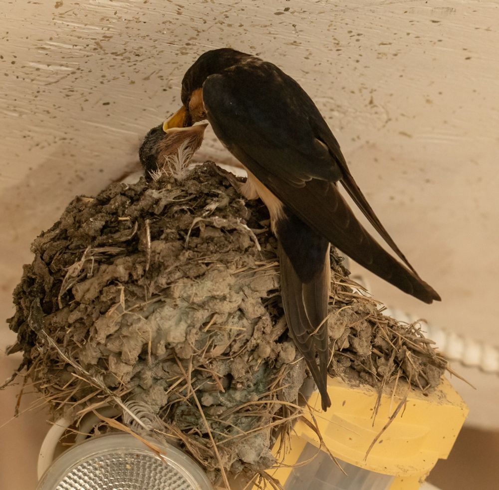 Adult Barn Swallow feeding a young Swallow on a nest.  The nest is on top of a security light.  The parent's beak is inside the young Swallow's beak.