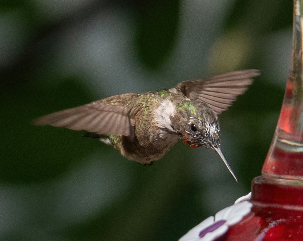 Ruby-throated Hummingbird about to dip into the nectar feeder with his long beak.  The wings are open.  