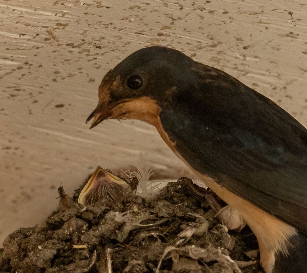 An adult Barn Swallow has fed the young Swallow two flies...which seem to be escaping from both sides of the young Swallow's beak.