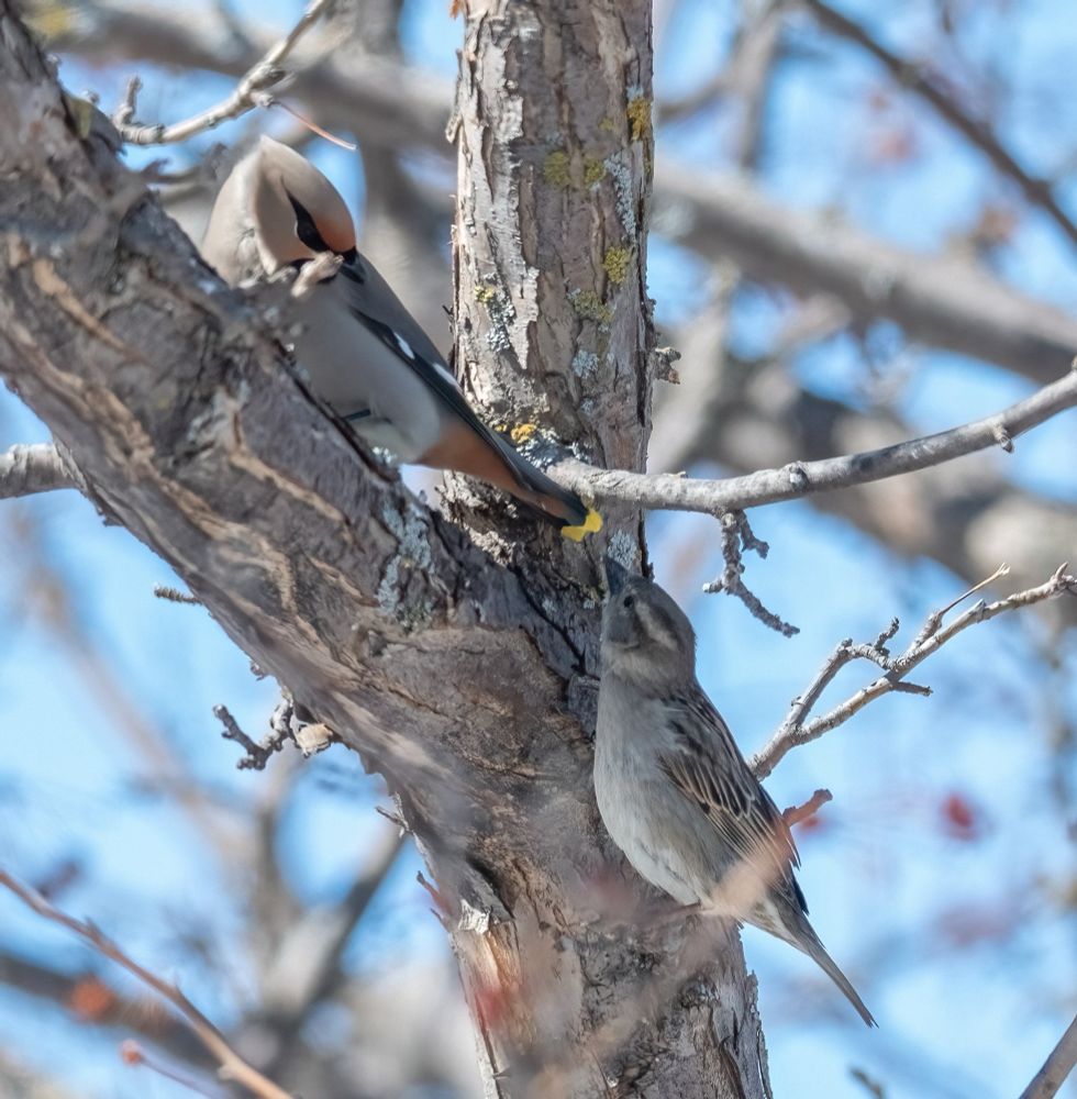 Bohemian Waxwing looking down at a Sparrow near his tail feathers