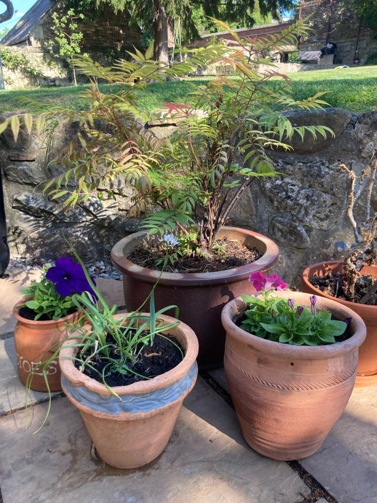Collection of terracotta flower pots with petunias and geraniums