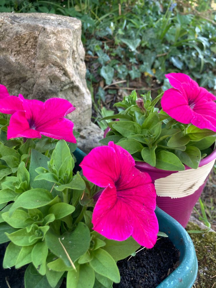 Pink petunias