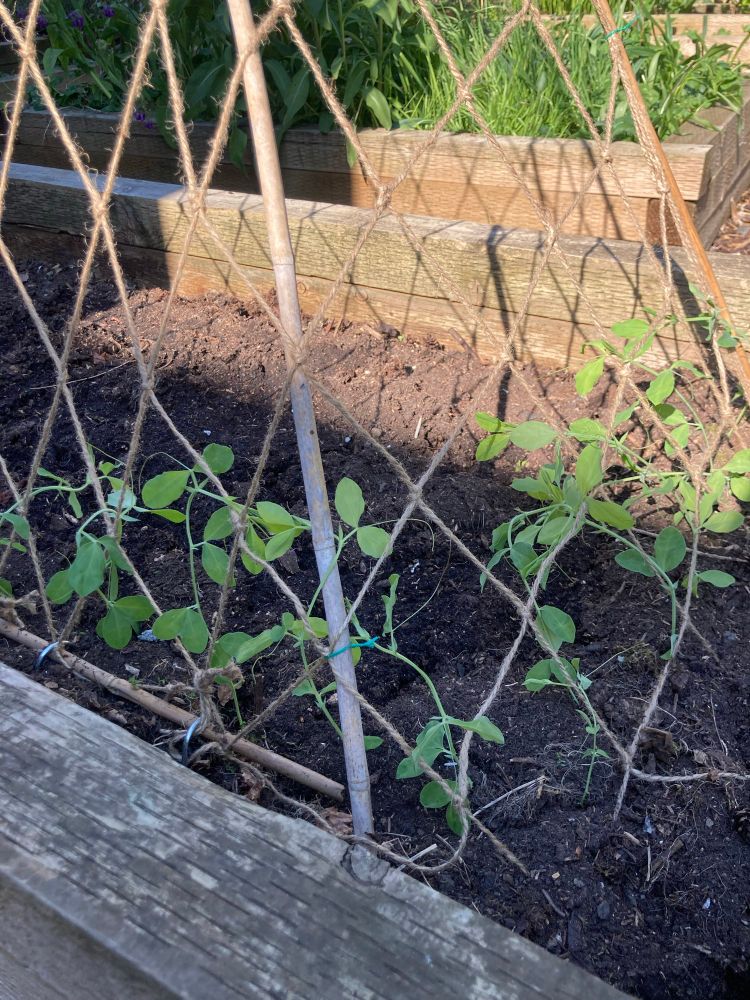 Jute netting supporting sweet pea seedlings 