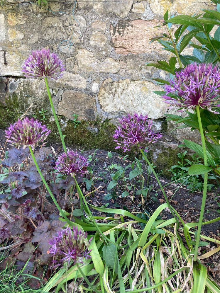 blooming purple alliums