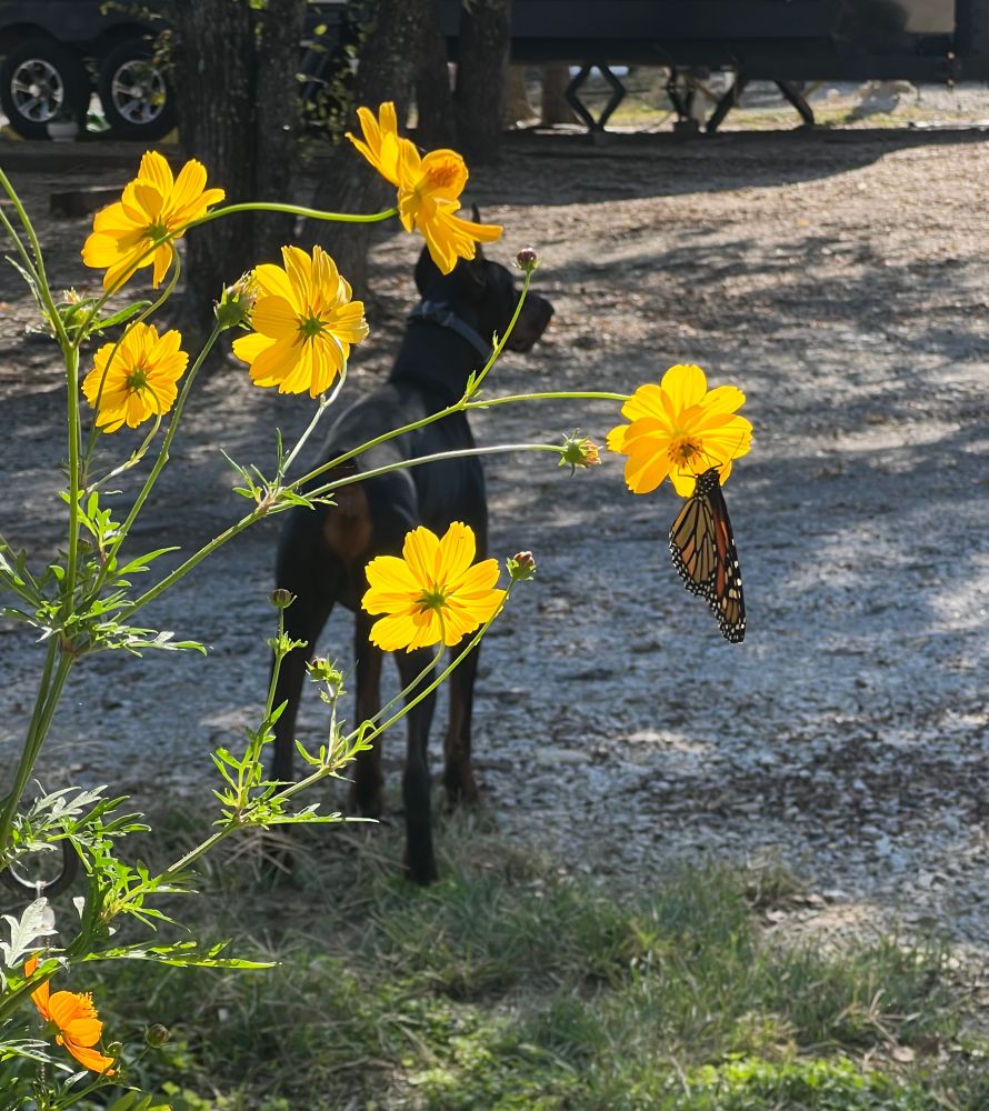 A monarch resting on a tall yellow cosmo plant in front of a Doberman keeping watch in the background 