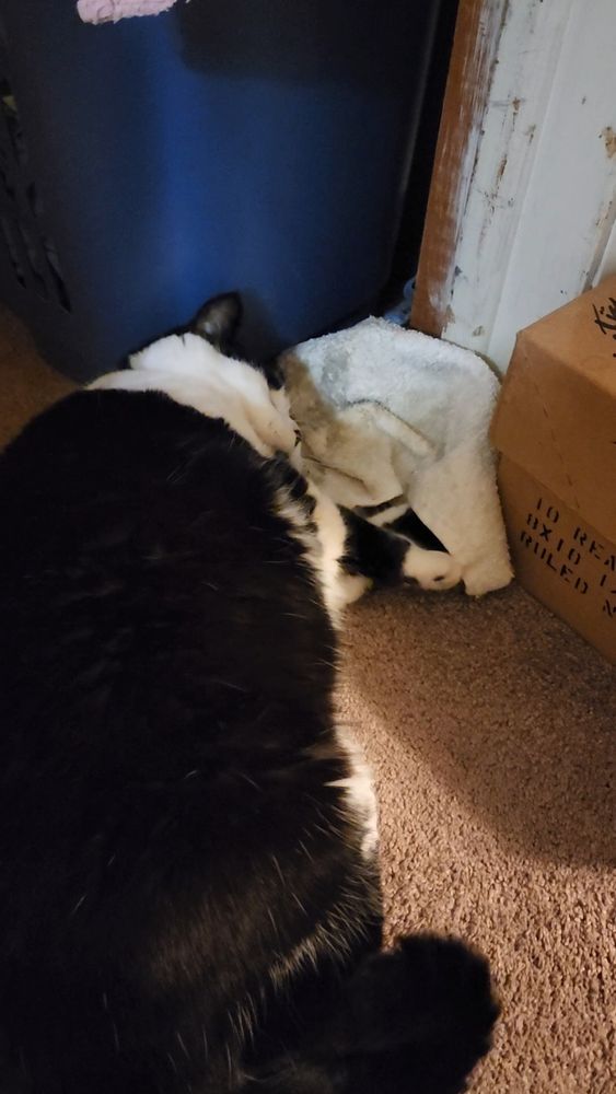 A black and white cat lies flopped on a dirty towel. Hey front paws are stretched forward and she looks content.