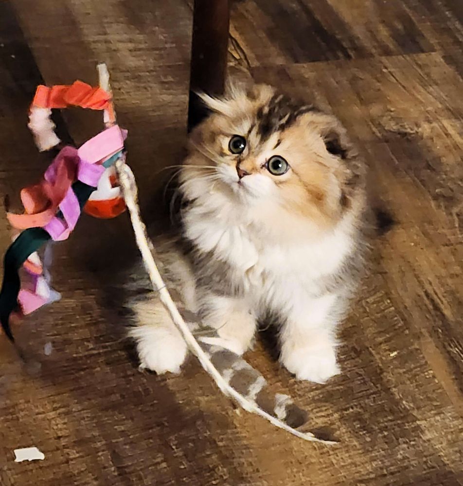 photograph of a juvenile, fluffy, calico-ish cat sitting on a wood floor with what appears to be a cat toy made of a feather and some paper ribbons, looking up to the left of the camera with an expression perhaps plaintive, apprehensive, or even baffled