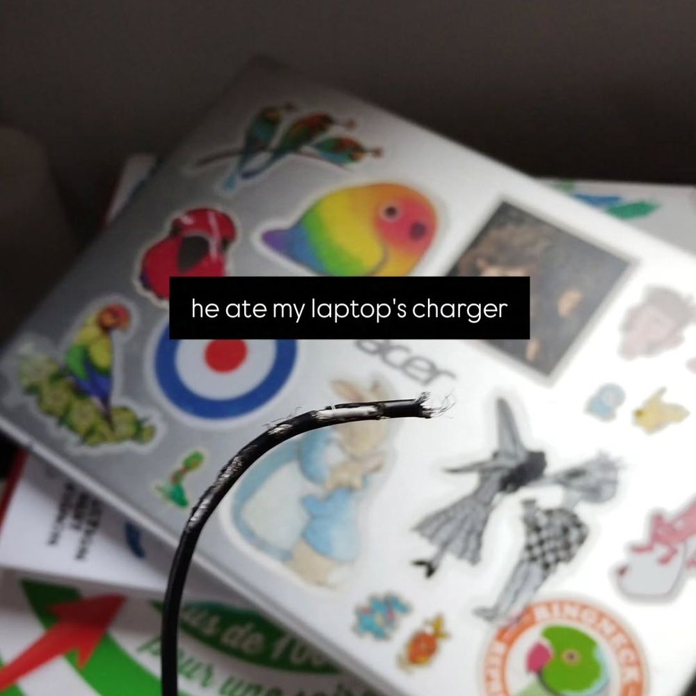 Photo of a computer cable that's broken and has been half-eaten by a rabbit. A caption reads "he ate my laptop's charger".