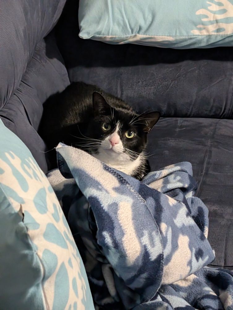 Picture of a tuxedo cat on a couch 