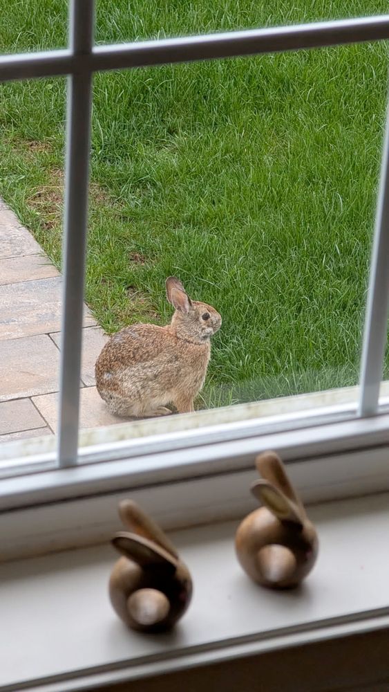 A real rabbit sits outside on the grass, seen through a window with two small wooden rabbit figurines on the windowsill, making it look like the real rabbit is part of the display.